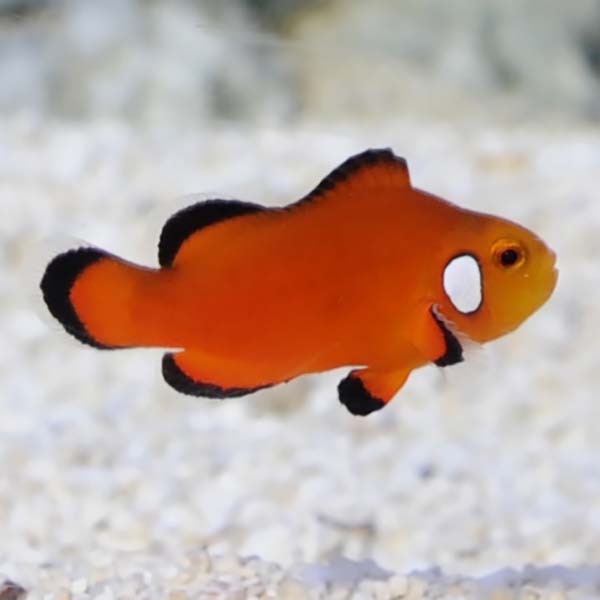  Captive-Bred Naked with Dots Ocellaris Clownfish